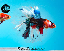 Load image into Gallery viewer, Red Koi Halfmoon Male