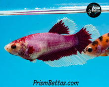 Load image into Gallery viewer, Pink Salamander Butterfly Halfmoon Female