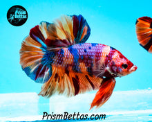 Load image into Gallery viewer, Candy Koi Giant Halfmoon Plakat Male