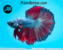 Load image into Gallery viewer, Rose Fire Rosetail Halfmoon Male
