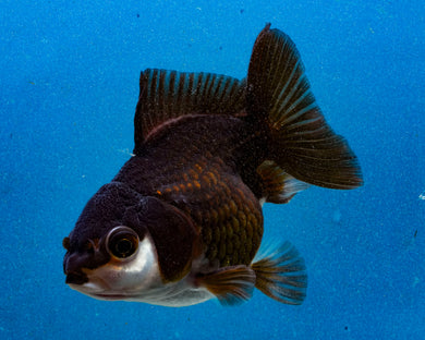 Panda Oranda Female (3.25 inches) Imported in Thailand