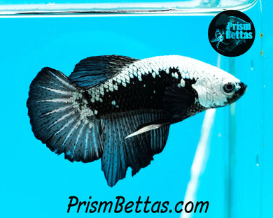 Black Samurai Halfmoon Plakat Male