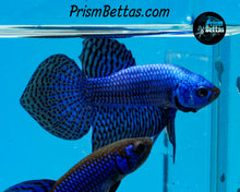 Load image into Gallery viewer, Blue Alien Spadetail Male Bred by Frank&#39;s Bettas