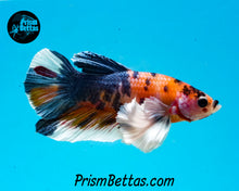 Load image into Gallery viewer, Candy Koi Dumbo Halfmoon Plakat Male