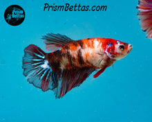 Load image into Gallery viewer, Koi Halfmoon Female