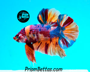 Candy Koi Giant Halfmoon Plakat Male