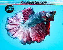 Load image into Gallery viewer, Rose Fire Rosetail Halfmoon Male
