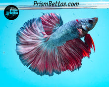 Load image into Gallery viewer, Rose Fire Rosetail Halfmoon Male