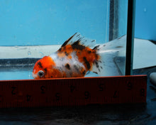 Load image into Gallery viewer, Calico  Oranda Female (3 inches) Imported in Thailand