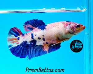 Marble Giant Halfmoon Plakat Female