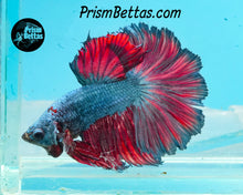 Load image into Gallery viewer, Rose Fire Rosetail Halfmoon Male