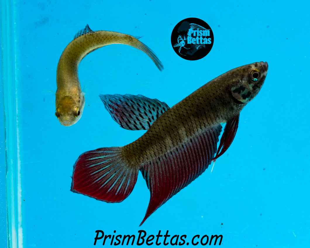 Splenden Phu ruah Pair Bred by Frank's Bettas SUSPECTED NEW SUBSPECIES