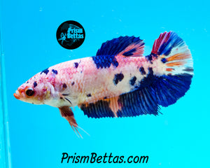 Marble Giant Halfmoon Plakat Female