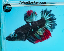 Load image into Gallery viewer, Blackstar Halfmoon Female