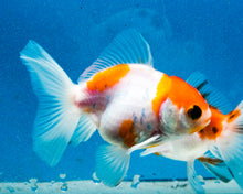 Load image into Gallery viewer, Sakaru Oranda Male (3 inches) Imported in Thailand