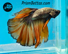 Load image into Gallery viewer, Yellow Copper Halfmoon Male