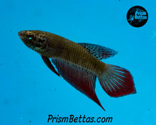 Load image into Gallery viewer, Splenden Phu ruah Pair Bred by Frank&#39;s Bettas SUSPECTED NEW SUBSPECIES