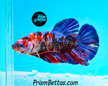 Load image into Gallery viewer, Koi Marble Giant Halfmoon Plakat Male