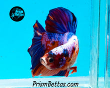 Load image into Gallery viewer, Rainbow Marble GIANT Halfmoon Plakat Male