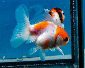 Sakaru Oranda Male (3 inches) Imported in Thailand