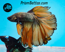 Load image into Gallery viewer, Yellow Copper Halfmoon Male