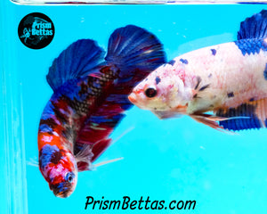 Marble Giant Halfmoon Plakat Female