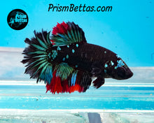 Load image into Gallery viewer, Blackstar Halfmoon Female