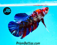 Load image into Gallery viewer, Koi Marble Giant Halfmoon Plakat Male