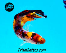 Load image into Gallery viewer, Candy Koi GIANT Halfmoon Plakat Female. 3 inches nose to tail! Largest female I have ever had