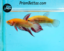 Load image into Gallery viewer, Armageddon Wildtype Splenden pair from Frank's Bettas