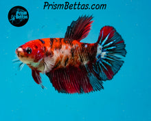 Load image into Gallery viewer, Koi Halfmoon Female