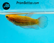 Load image into Gallery viewer, Armageddon Wildtype Splenden pair from Frank's Bettas