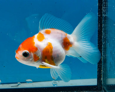 Sakaru Oranda Male (3 inches) Imported in Thailand