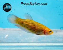 Load image into Gallery viewer, Armageddon Wildtype Splenden pair from Frank's Bettas