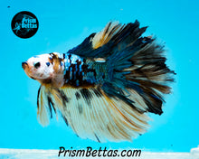 Load image into Gallery viewer, Marble Doubletail Halfmoon Male