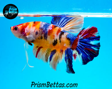 Candy Koi Giant Halfmoon Plakat Male