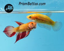 Load image into Gallery viewer, Armageddon Wildtype Splenden pair from Frank's Bettas
