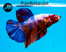Load image into Gallery viewer, Rainbow Marble GIANT Halfmoon Plakat Male