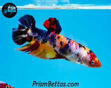 Load image into Gallery viewer, Candy Koi GIANT Halfmoon Plakat Female. 3 inches nose to tail! Largest female I have ever had