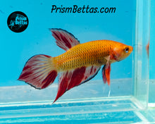 Load image into Gallery viewer, Armageddon Wildtype Splenden pair from Frank's Bettas