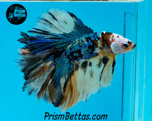 Load image into Gallery viewer, Marble Doubletail Halfmoon Male