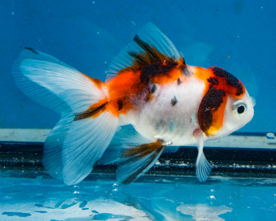 Calico Tricolor Oranda (3 inches) Imported in Thailand