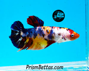 Candy Koi GIANT Halfmoon Plakat Female. 3 inches nose to tail! Largest female I have ever had