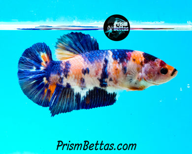 Marble Giant Halfmoon Plakat Female