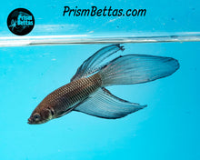 Load image into Gallery viewer, Black Copper Imbellis Veiltail wildtype from Frank's Bettas