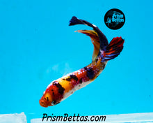 Load image into Gallery viewer, Candy Koi GIANT Halfmoon Plakat Female. 3 inches nose to tail! Largest female I have ever had