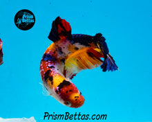 Load image into Gallery viewer, Candy Koi GIANT Halfmoon Plakat Female. 3 inches nose to tail! Largest female I have ever had