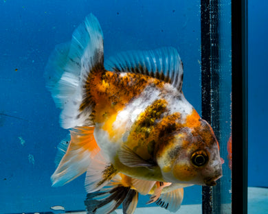 Calico Godzilla Oranda Male (3.5 inches) Imported in Thailand