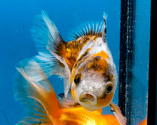 Load image into Gallery viewer, Calico Godzilla Oranda Male (3.5 inches) Imported in Thailand