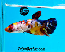 Load image into Gallery viewer, Candy Koi GIANT Halfmoon Plakat Female. 3 inches nose to tail! Largest female I have ever had